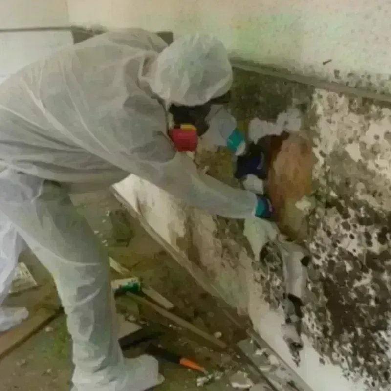 Mold Remediation and Removal in Highland, MD